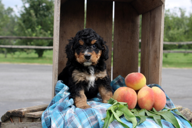 puppy, for, sale, Mini Bernedoodle F2, Matthew B. Stoltzfus, dog, breeder, Gap, PA, dog-breeder, puppy-for-sale, forsale, nearby, find, puppyfind, locator, puppylocator, aca